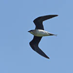 Black-winged Pratincole, Hougharry, North Uist