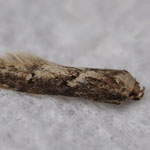 Blastobasis adustella - Outer Hebrides Moths