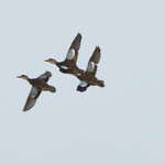 Blue-winged Teal, North Uist