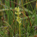 Bog Orchid, Outer Hebrides