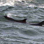 Bottle-nosed Dolphins, Outer Hebrides