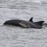 Bottle-nosed Dolphins, South Uist