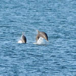 Bottle-nosed Dolphins