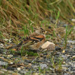 Brambling