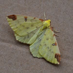 Brimstone Moth - Outer Hebrides Moths