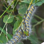Buff-tip caterpillar