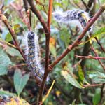 Buff-tip caterpillars