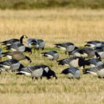 Cackling Geese, Outer Hebrides