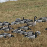 Cackling Geese, North Uist