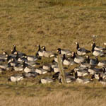 Cackling Geese, North Uist