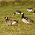 Cackling Goose, Balemore, North Uist