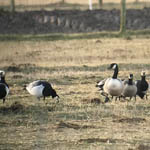 Cackling Goose and Canada at Balranald