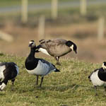 Cackling Goose, North Uist