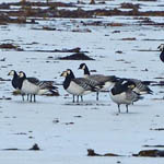 Cackling Goose, Loch Paible