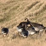 hybrid Canada Goose x Barnacle Goose
