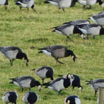 hybrid Cackling Goose