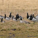 Canada Goose with Barnacle Geese