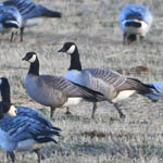 Canada and Cackling Goose
