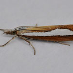 Catoptria margaritella - Outer Hebrides Moths