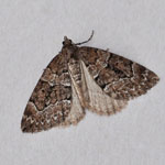 Chestnut-coloured Carpet - Outer Hebrides Moths