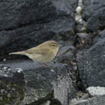 Chiffchaff, Outer Hebrides