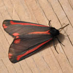Cinnibar Moth