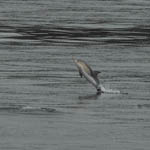 Common Dolphin, Minch