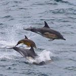 Common Dolphins, Outer Hebrides