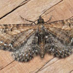 Common Pug, Outer Hebrides