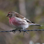 Common Redpoll, Outer Hebrides