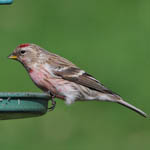 Common Redpoll, South Uist