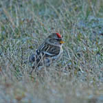 Common Redpoll, North Uist