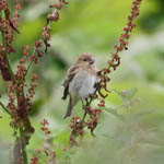Common Rosefinch, Outer Hebrides