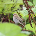 Common Rosefinch, Lewis