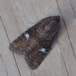 Common Rustic - Outer Hebrides Moths