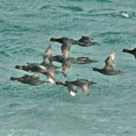 Common Scoters, Ardvule