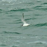 Common Tern