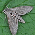 Convolvulus Hawkmoth, Outer Hebrides moths