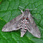 Convolvulus Hawkmoth, Outer Hebrides moths