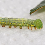 Coxcomb Prominent caterpillar