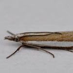 Crambus pascuella - Outer Hebrides Moths