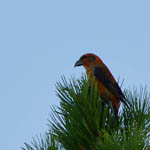 male Crossbill, North Uist