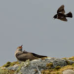 Cuckoo and Stonechat