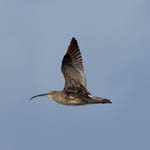 Curlew - Outer Hebrides Birds