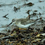 Curlew Sandpiper, Ardivachar