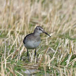 Curlew Sandpiper