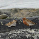 Curlew Sandpiper with Dunlin