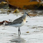 Curlew Sandpiper