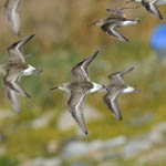 Curlew Sandpiper