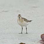 Curlew Sandpiper